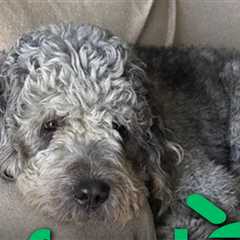 GoFundMe for Dog Shot by LAPD Officer Raises 6-Figure Sum