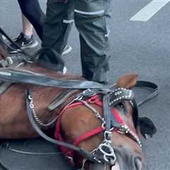 Central Park Carriage Horse's Cause Of Death Revealed