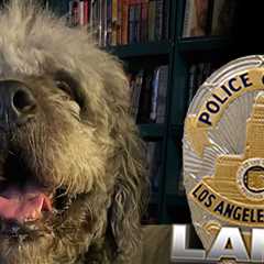 Family of Dog Killed by LAPD Slams 'Reckless' Officer After Bodycam Footage Released