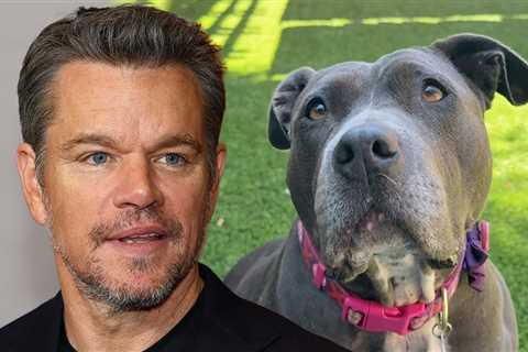 Matt Damon Makes Plea For Rescue Dog at Clint Eastwood Daughter's Animal Sanctuary