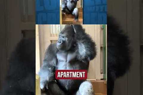 This gorilla is going through it