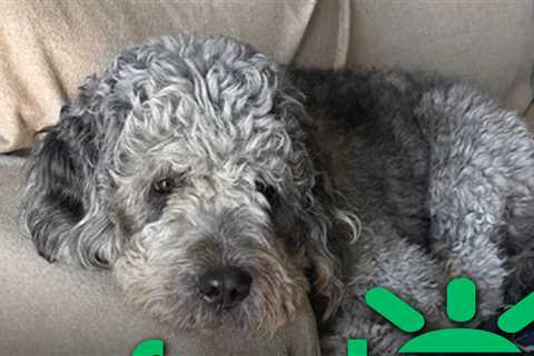 GoFundMe for Dog Shot by LAPD Officer Raises 6-Figure Sum