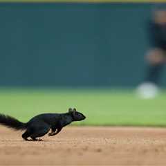 Squirrel invades Tigers-Orioles game — and grounds crew is powerless to stop it