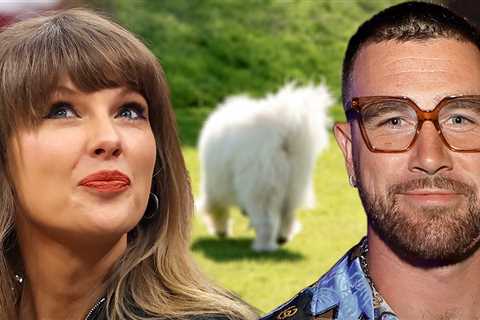 Taylor Swift and Travis Kelce's Rumored Dog May Have Been Spotted On Her Private Jet