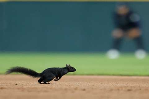 Squirrel invades Tigers-Orioles game — and grounds crew is powerless to stop it