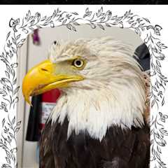 Beloved Bald Eagle Jackie Dies Weeks After Brutal Attack