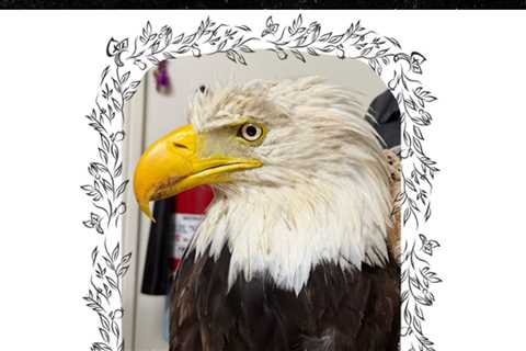 Beloved Bald Eagle Jackie Dies Weeks After Brutal Attack