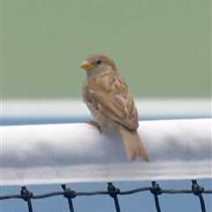 Daniil Medvedev irate as bird sits on net during US Open rally in wild scene