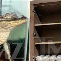Federal Raid on DTLA Apartment Uncovers Alligator and Drugs, K-9 Collapses From Fentanyl