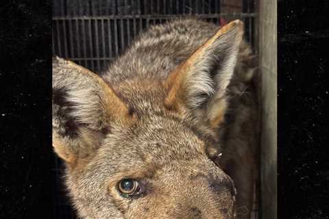 Beloved Los Angeles Coyote Euthanized After Vets Discover She Was Shot In Face