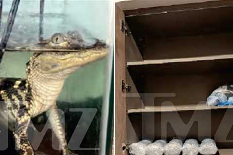 Federal Raid on DTLA Apartment Uncovers Alligator and Drugs, K-9 Collapses From Fentanyl